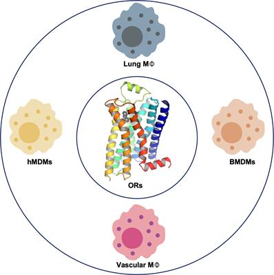 Olfactory receptors in macrophages and inflammation